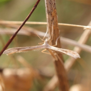 Stenoptilia zophodactylus at O'Connor, ACT - 21 Mar 2023