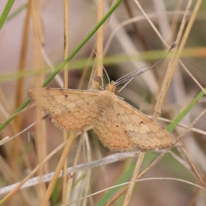 Scopula rubraria at O'Connor, ACT - 24 Mar 2023 03:25 PM