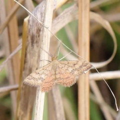 Scopula rubraria (Reddish Wave, Plantain Moth) at O'Connor, ACT - 24 Mar 2023 by ConBoekel