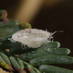 Glycaspis sp. (genus) (Unidentified sugary lerp) at O'Connor, ACT - 23 Mar 2023 by ConBoekel