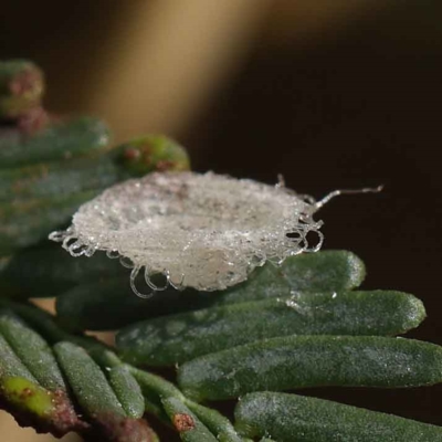 Glycaspis sp. (genus) (Unidentified sugary lerp) at O'Connor, ACT - 24 Mar 2023 by ConBoekel