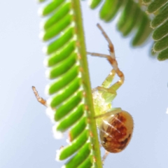 Australomisidia pilula (Lozenge-shaped Flower Spider) at O'Connor, ACT - 23 Mar 2023 by ConBoekel