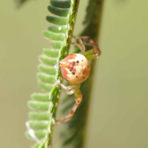 Australomisidia pilula at O'Connor, ACT - 24 Mar 2023