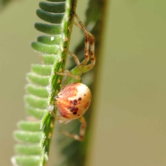 Australomisidia pilula at O'Connor, ACT - 24 Mar 2023