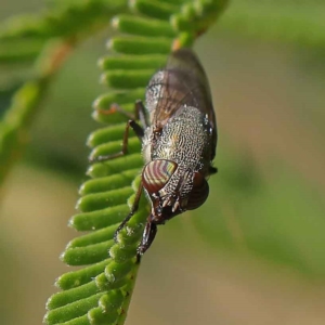 Stomorhina sp. (genus) at O'Connor, ACT - 24 Mar 2023