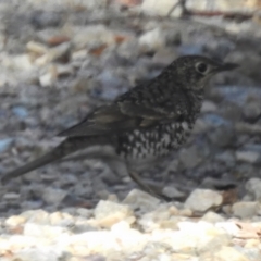 Zoothera lunulata (Bassian Thrush) at Cotter River, ACT - 30 Mar 2023 by JohnBundock