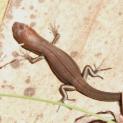 Pseudemoia entrecasteauxii (Woodland Tussock-skink) at Cotter River, ACT - 31 Mar 2023 by JohnBundock