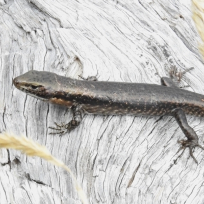 Eulamprus tympanum (Southern Water Skink) at Cotter River, ACT - 31 Mar 2023 by JohnBundock