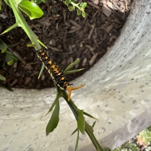 Papilio anactus at Murrumbateman, NSW - 31 Mar 2023 04:10 PM