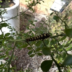 Papilio anactus at Murrumbateman, NSW - 31 Mar 2023 04:10 PM