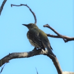 Oriolus sagittatus (Olive-backed Oriole) at Aranda, ACT - 23 Mar 2023 by HappyWanderer