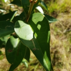 Ligustrum lucidum (Large-leaved Privet) at Mount Ainslie to Black Mountain - 27 Mar 2023 by HappyWanderer