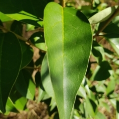 Ligustrum lucidum at Campbell, ACT - 28 Mar 2023