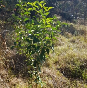 Ligustrum lucidum at Campbell, ACT - 28 Mar 2023