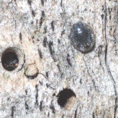 Coccinellidae (family) at Stromlo, ACT - 30 Mar 2023