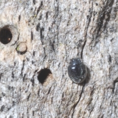 Coccinellidae (family) at Stromlo, ACT - 30 Mar 2023 04:25 PM