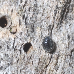 Coccinellidae (family) at Stromlo, ACT - 30 Mar 2023