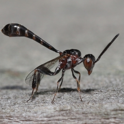 Unidentified Parasitic wasp (numerous families) at Wellington Point, QLD - 31 Mar 2023 by TimL