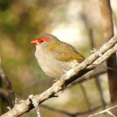 Neochmia temporalis (Red-browed Finch) at Colo Vale, NSW - 18 Mar 2023 by Curiosity