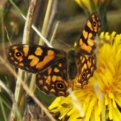 Oreixenica lathoniella (Silver Xenica) at Cotter River, ACT - 31 Mar 2023 by JohnBundock