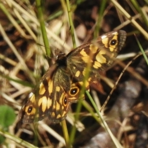 Oreixenica lathoniella at Cotter River, ACT - 31 Mar 2023 11:42 AM