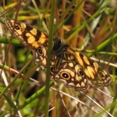 Oreixenica lathoniella at Cotter River, ACT - 31 Mar 2023 11:42 AM