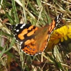 Vanessa kershawi (Australian Painted Lady) at Cotter River, ACT - 31 Mar 2023 by JohnBundock