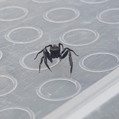 Sondra sp. (genus) (A jumping spider) at Broulee, NSW - 1 Apr 2023 by EmmaCollins