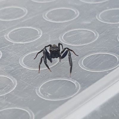 Sondra sp. (genus) (A jumping spider) at Broulee, NSW - 1 Apr 2023 by EmmaCollins