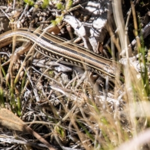 Ctenotus robustus at Tennent, ACT - 31 Mar 2023