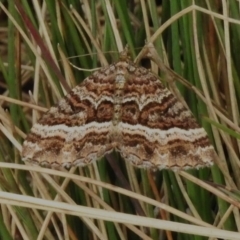 Chrysolarentia vicissata (Vicissata Carpet) at Bimberi Nature Reserve - 31 Mar 2023 by JohnBundock