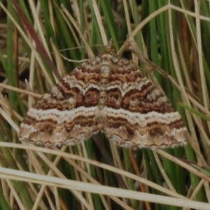 Chrysolarentia vicissata at Cotter River, ACT - 31 Mar 2023 12:36 PM