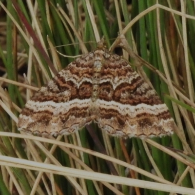 Chrysolarentia vicissata (Vicissata Carpet) at Bimberi Nature Reserve - 31 Mar 2023 by JohnBundock