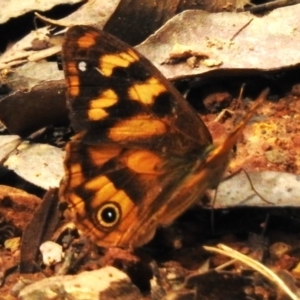 Heteronympha solandri at Cotter River, ACT - 31 Mar 2023