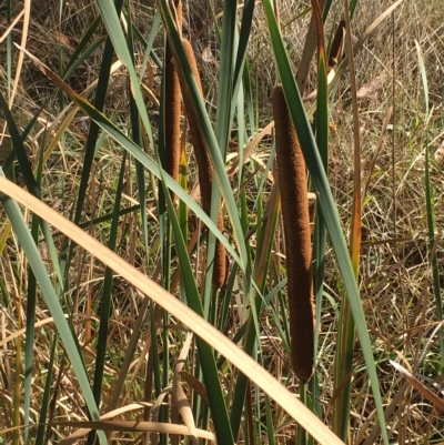 Typha orientalis (Broad-leaved Cumbumgi) at Hall, ACT - 1 Apr 2023 by strigo