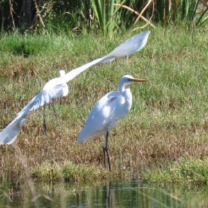 Ardea alba at Fyshwick, ACT - 31 Mar 2023 12:46 PM