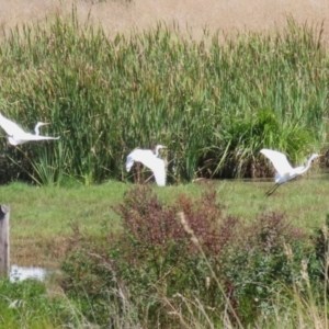 Ardea alba at Fyshwick, ACT - 31 Mar 2023