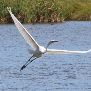 Ardea alba at Fyshwick, ACT - 31 Mar 2023