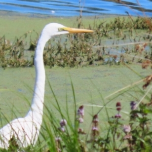 Ardea alba at Fyshwick, ACT - 31 Mar 2023 12:46 PM