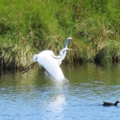 Ardea alba at Fyshwick, ACT - 31 Mar 2023 12:46 PM