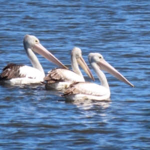 Pelecanus conspicillatus at Fyshwick, ACT - 31 Mar 2023