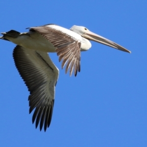 Pelecanus conspicillatus at Fyshwick, ACT - 31 Mar 2023