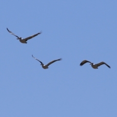 Pelecanus conspicillatus at Fyshwick, ACT - 31 Mar 2023