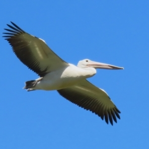 Pelecanus conspicillatus at Fyshwick, ACT - 31 Mar 2023