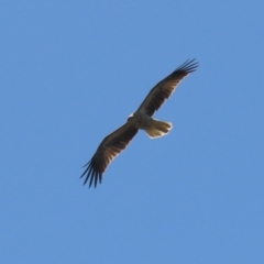 Haliastur sphenurus (Whistling Kite) at Fyshwick, ACT - 31 Mar 2023 by RodDeb