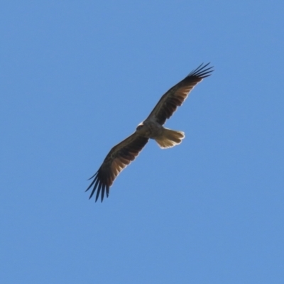 Haliastur sphenurus (Whistling Kite) at Fyshwick, ACT - 31 Mar 2023 by RodDeb