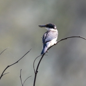 Todiramphus sanctus at Fyshwick, ACT - 31 Mar 2023 12:15 PM