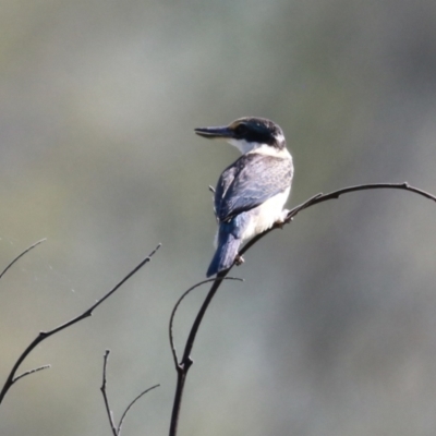 Todiramphus sanctus (Sacred Kingfisher) at Fyshwick, ACT - 31 Mar 2023 by RodDeb