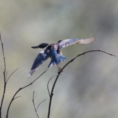 Todiramphus sanctus at Fyshwick, ACT - 31 Mar 2023 12:15 PM