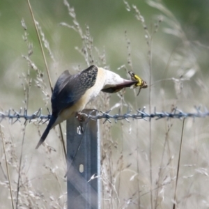 Todiramphus sanctus at Fyshwick, ACT - 31 Mar 2023 12:15 PM